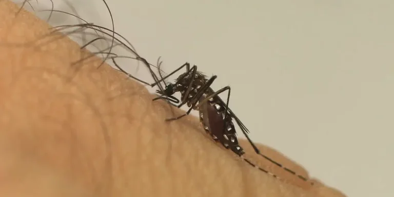Sobe para 11 o número de mortes por dengue em Porto Alegre