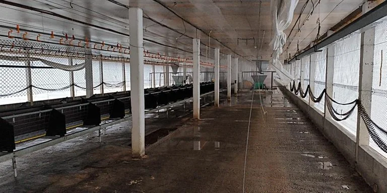 Granja em Montenegro entra em período de vazio sanitário por 28 dias